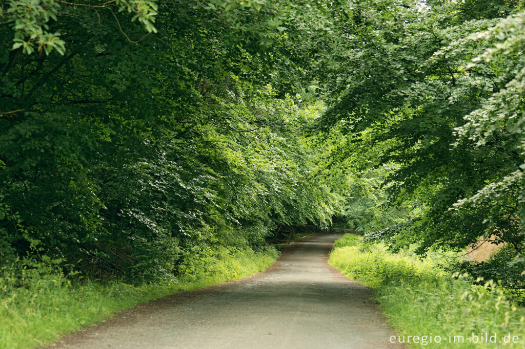 Detailansicht von Auf der Hirschley-Route im Kermeter, Nationalpark Eifel