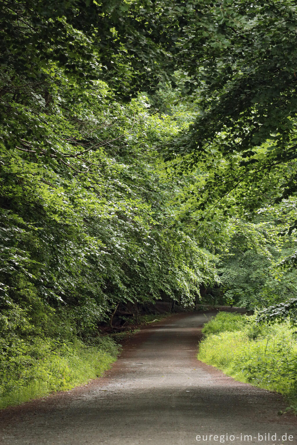 Detailansicht von Auf der Hirschley-Route im Kermeter, Nationalpark Eifel