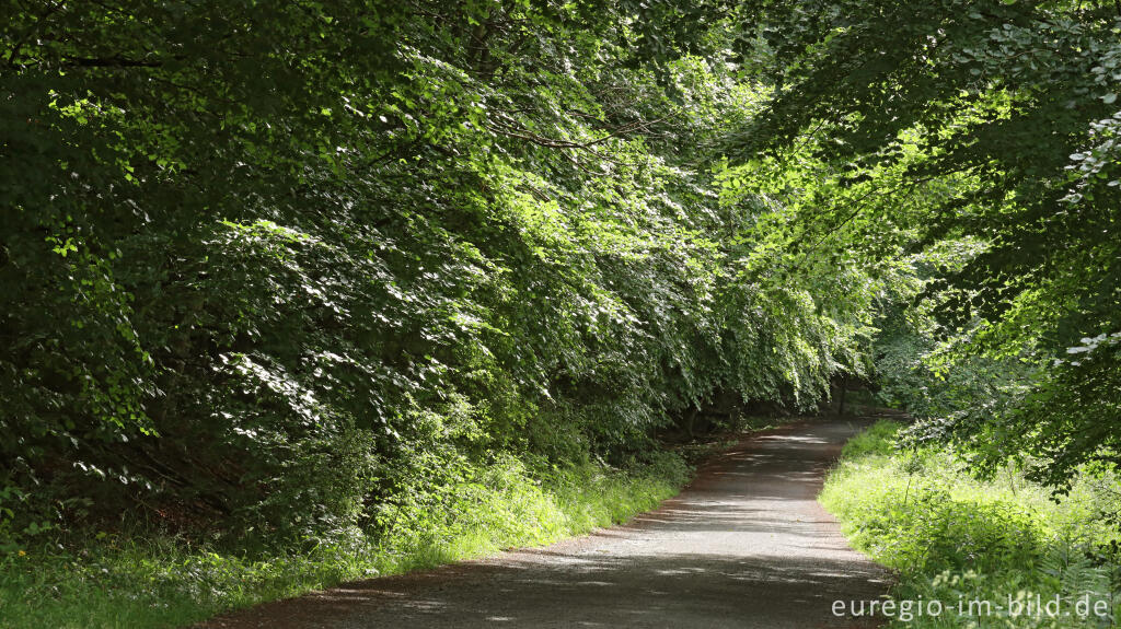 Detailansicht von Auf der Hirschley-Route im Kermeter, Nationalpark Eifel