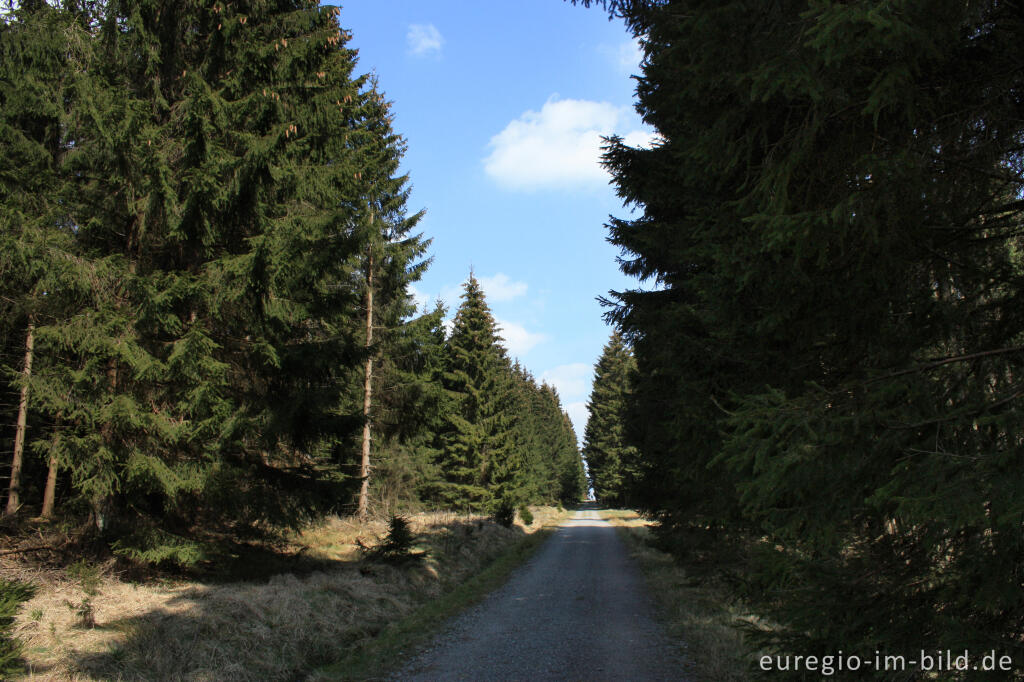 Detailansicht von Auf der "Narzissen-Route"  zwischen Perlenbach- Fuhrtsbachtal