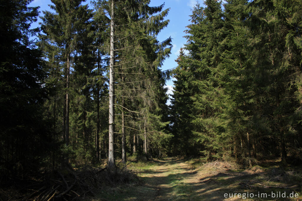 Auf der "Narzissen-Route"  zwischen Perlenbach- Fuhrtsbachtal