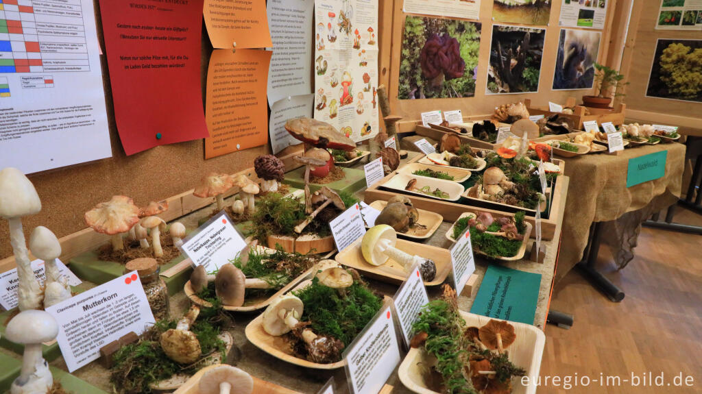 Detailansicht von Auf der Pilzausstellung der Pilz AG in Aachen