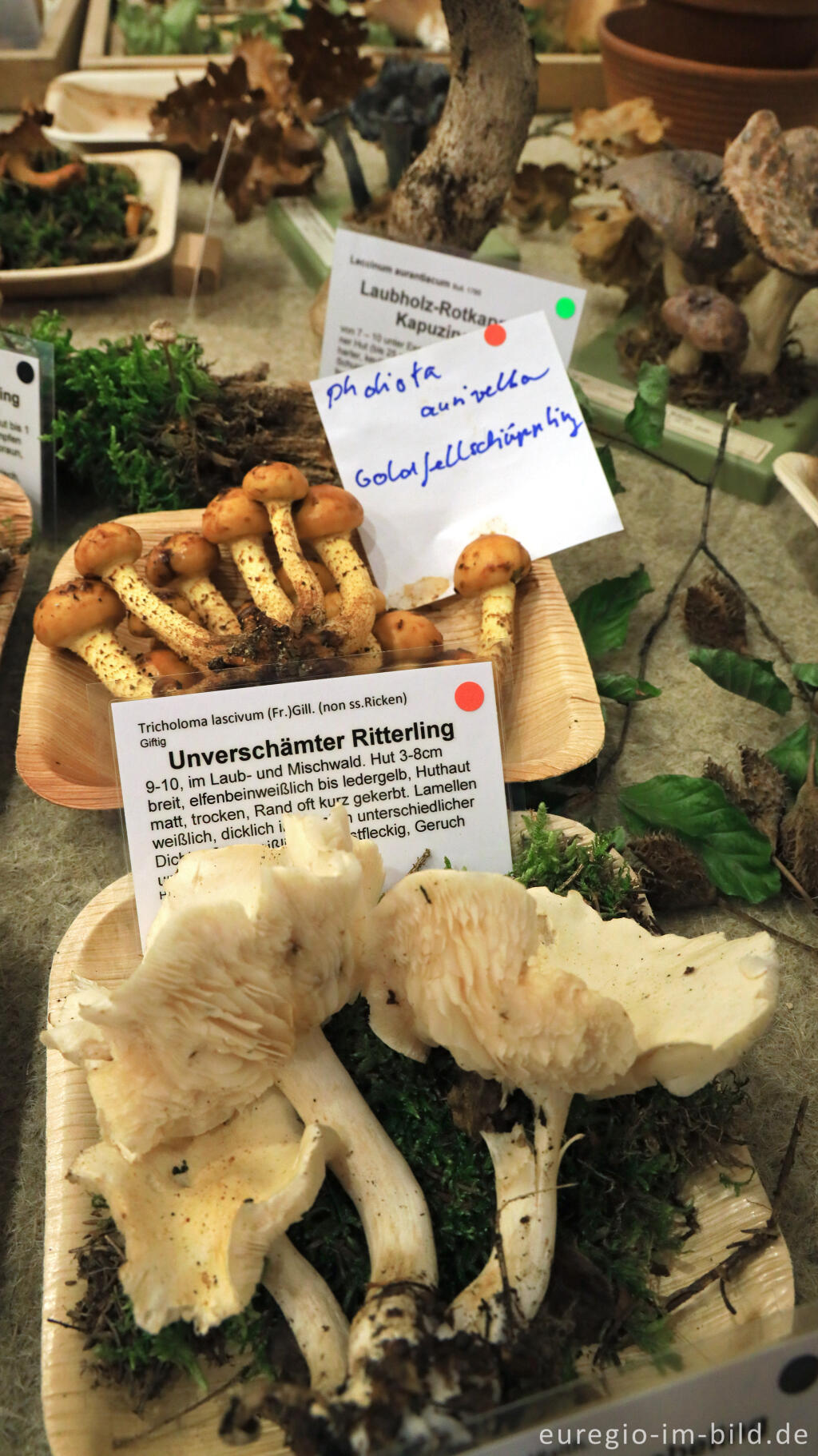 Detailansicht von Auf der Pilzausstellung der Pilz AG in Aachen