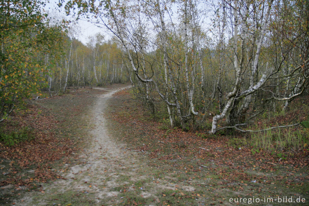 Detailansicht von Auf der weißen Kalkhalde, Wurmtal bei Würselen