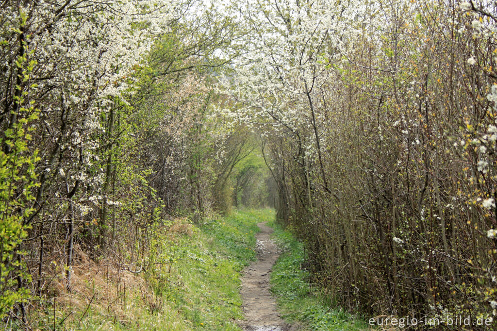 Detailansicht von Aufder Grenzroute 1 bei Orsbach (Aachen)