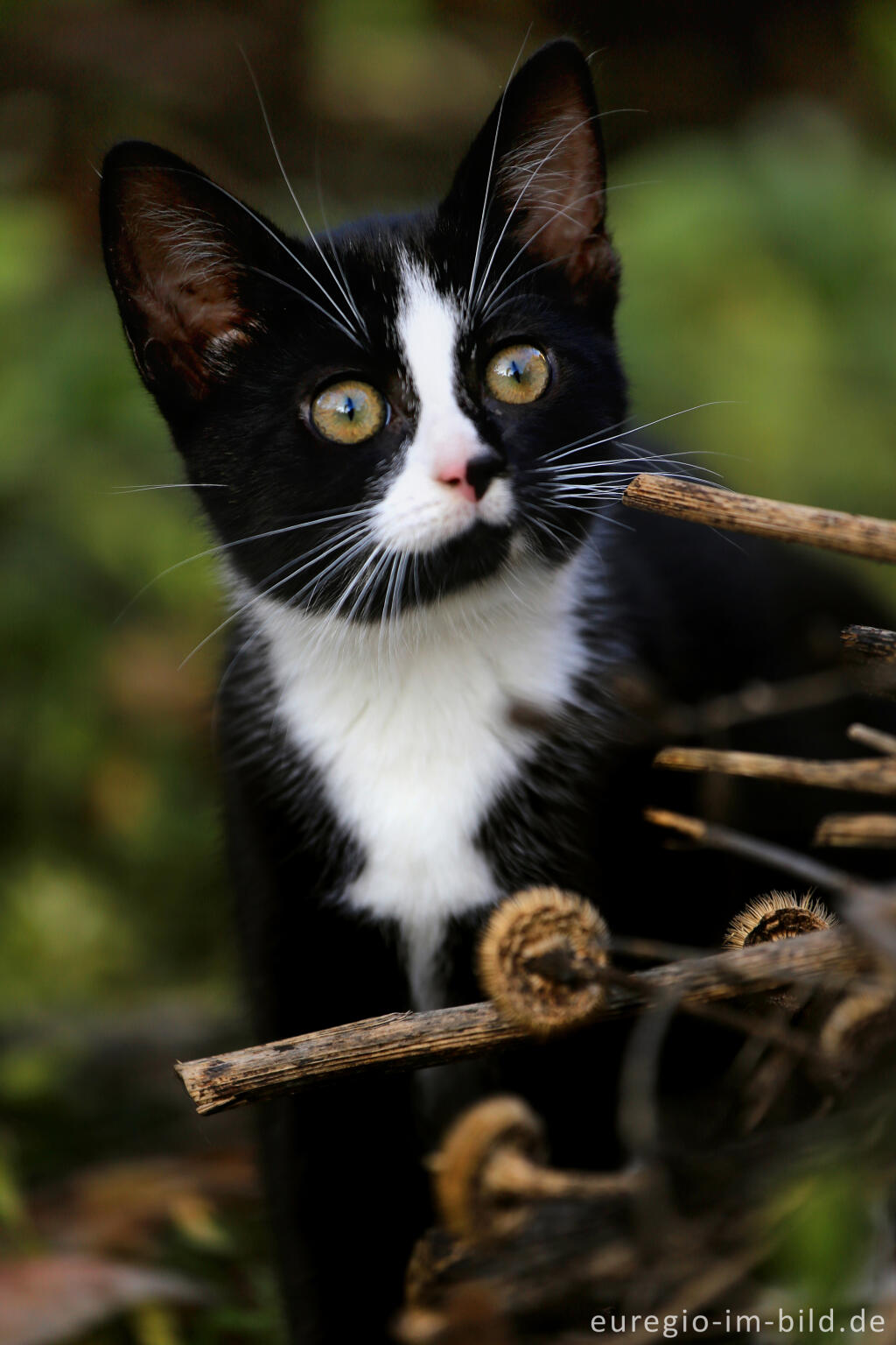 Detailansicht von Aufmerksame Katze