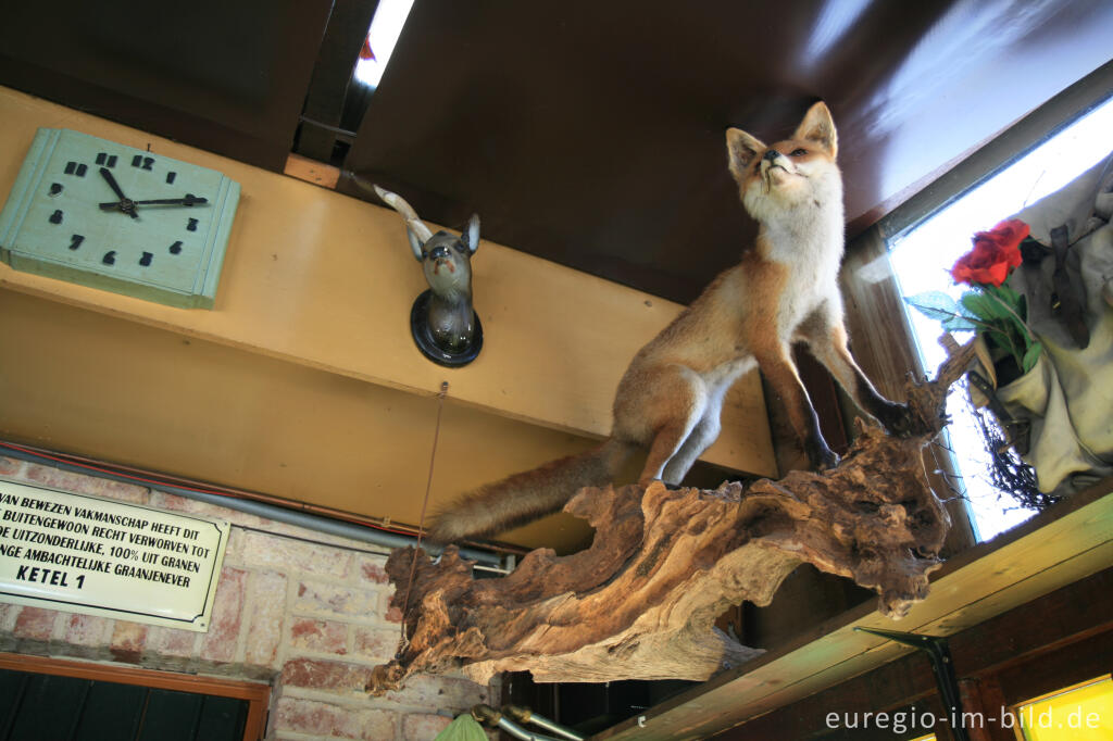 Detailansicht von Ausgestopfter Fuchs im Boscafé "t Hijgend  Hert"