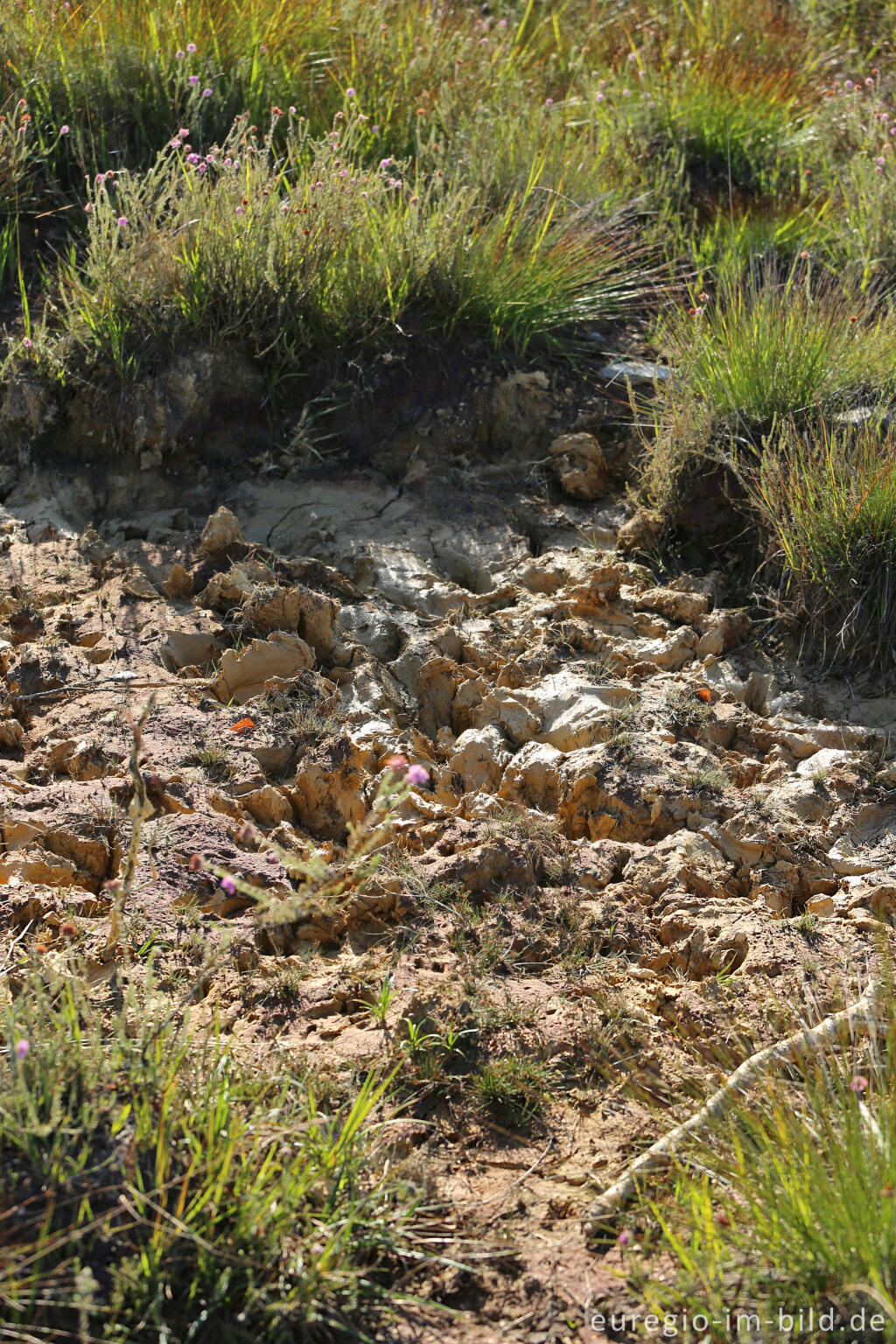 Detailansicht von Ausgetrocknetes Quellgebiet auf dem Struffelt