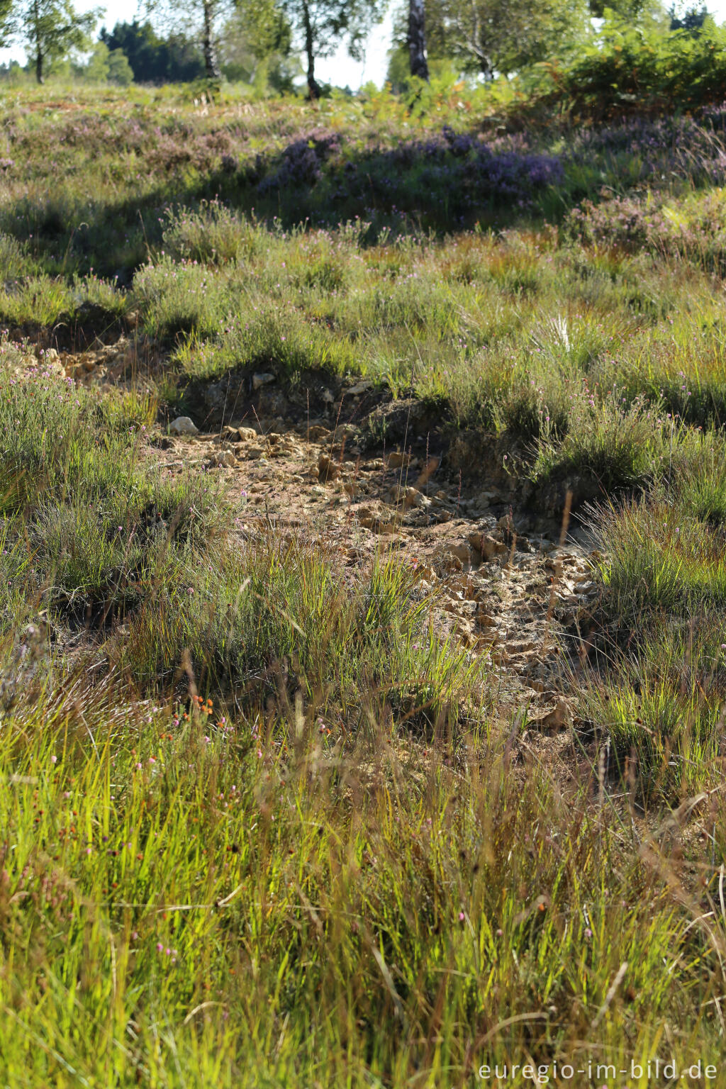 Detailansicht von Ausgetrocknetes Quellgebiet auf dem Struffelt