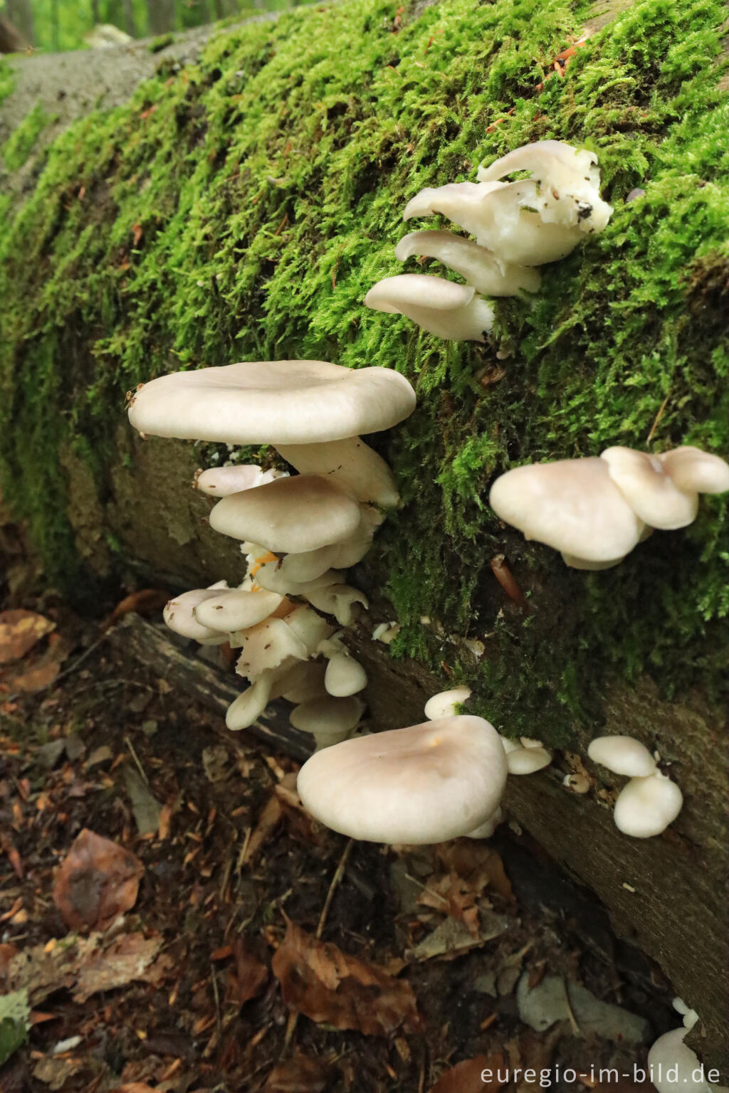 Detailansicht von Austern-Seitling im Kermeter, Nationalpark Eifel