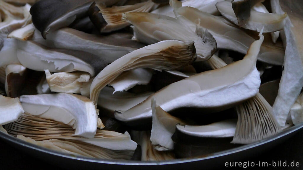 Austernseitling, Pleurotus ostreatus