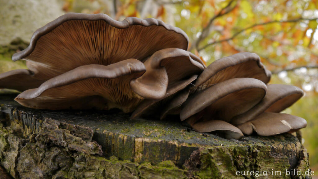 Detailansicht von Austernseitling, Pleurotus ostreatus, auf einer Rotbuche