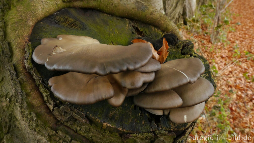 Detailansicht von Austernseitling, Pleurotus ostreatus, auf einer Rotbuche