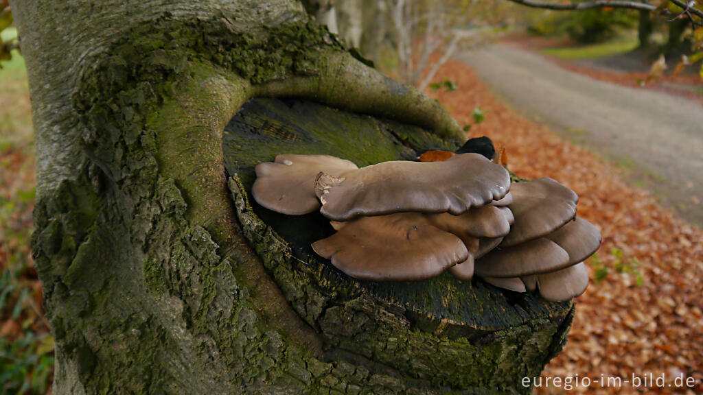 Austernseitling, Pleurotus ostreatus, auf einer Rotbuche