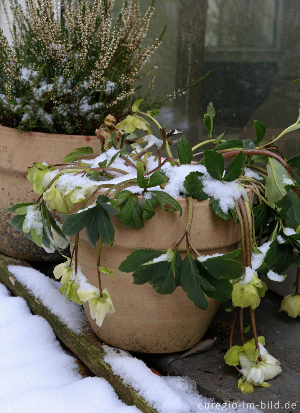 Detailansicht von Austrocknen durch Frost: eine Christrose macht schlapp