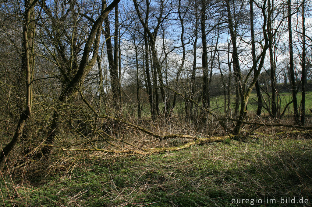 Detailansicht von Auwald bei der Inde