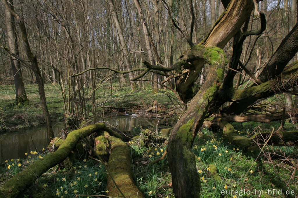 Detailansicht von Auwald im Hohnbachtal, Kelmis, (B)