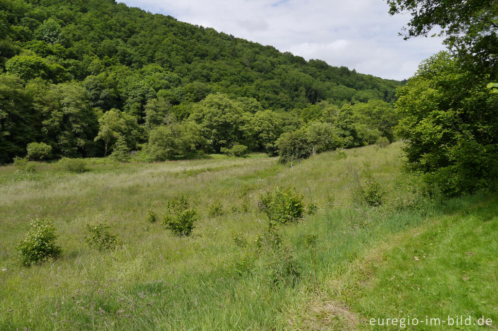 Detailansicht von Auwiese im mittleren Ourtal zwischen Dasburg und Tintesmühle