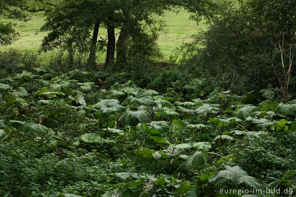 Detailansicht von Auwiese mit Pestwurz