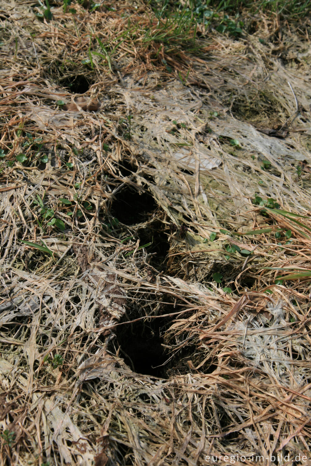 Detailansicht von Auwiesemit Tierhöhle