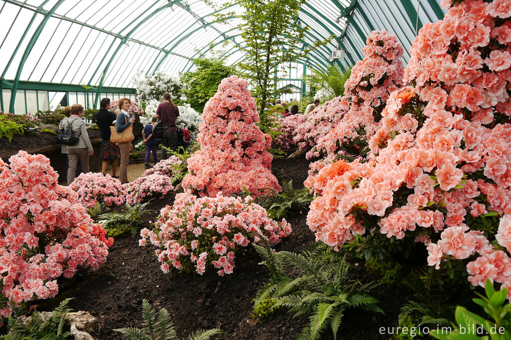 Azaleenblüte in den Königlichen Gewächshäusern von Laken (Laeken)