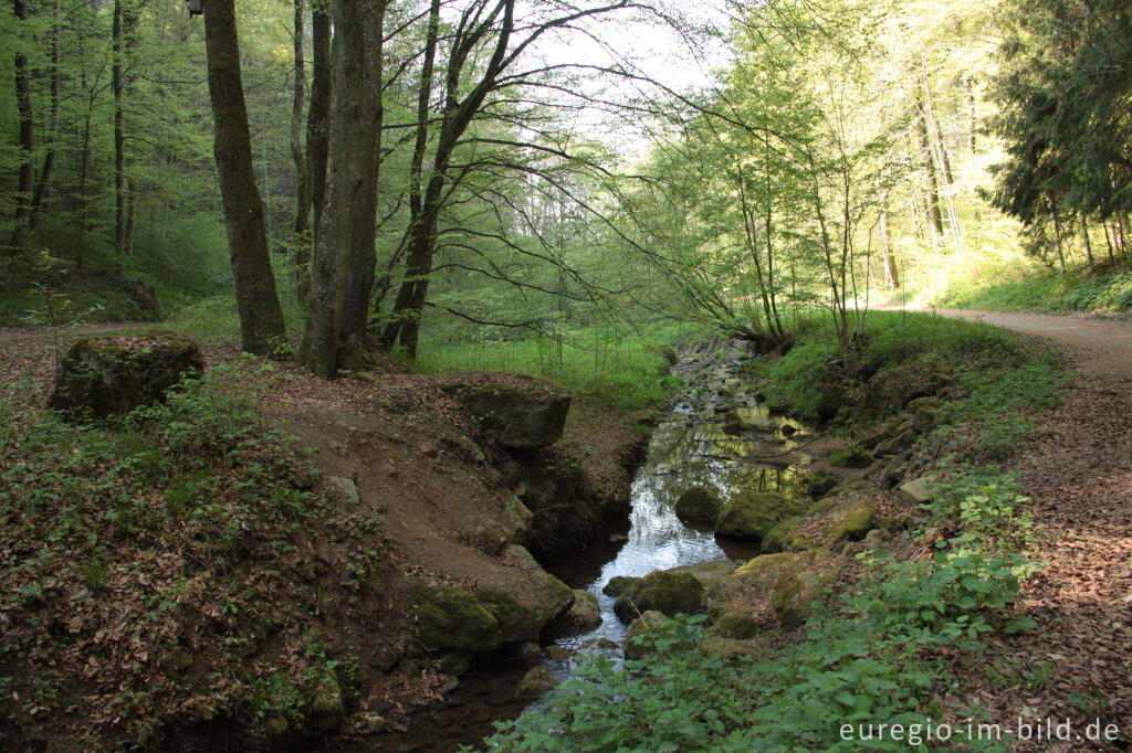 Detailansicht von Bach im Bolsdorfer Tälchen bei Hillesheim