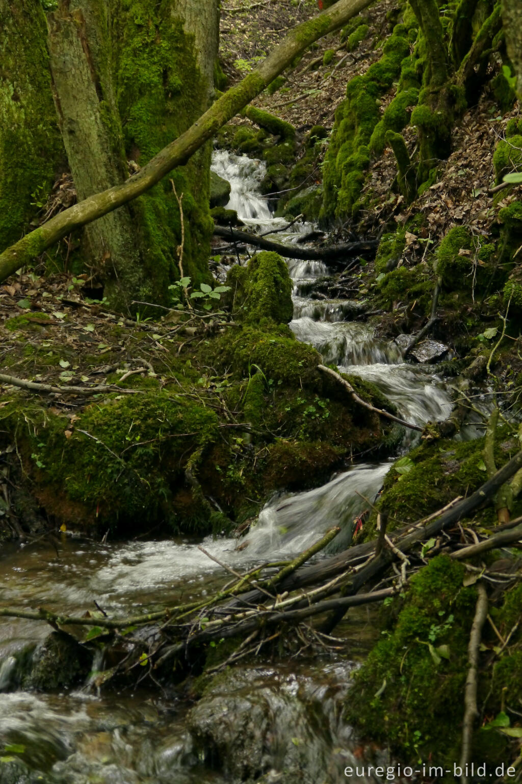 Detailansicht von Bach im mittleren Ourtal zwischen Tintesmühle und Dasburg