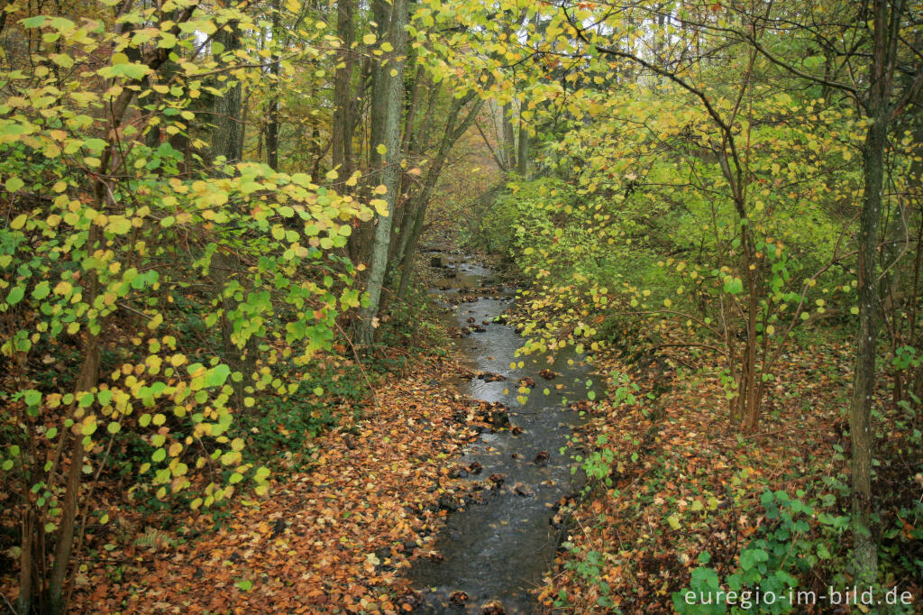 Detailansicht von Bach in der Nordeifel im Herbst