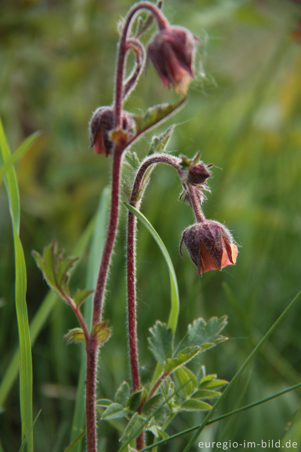 Detailansicht von Bach-Nelkenwurz, Geum rivale