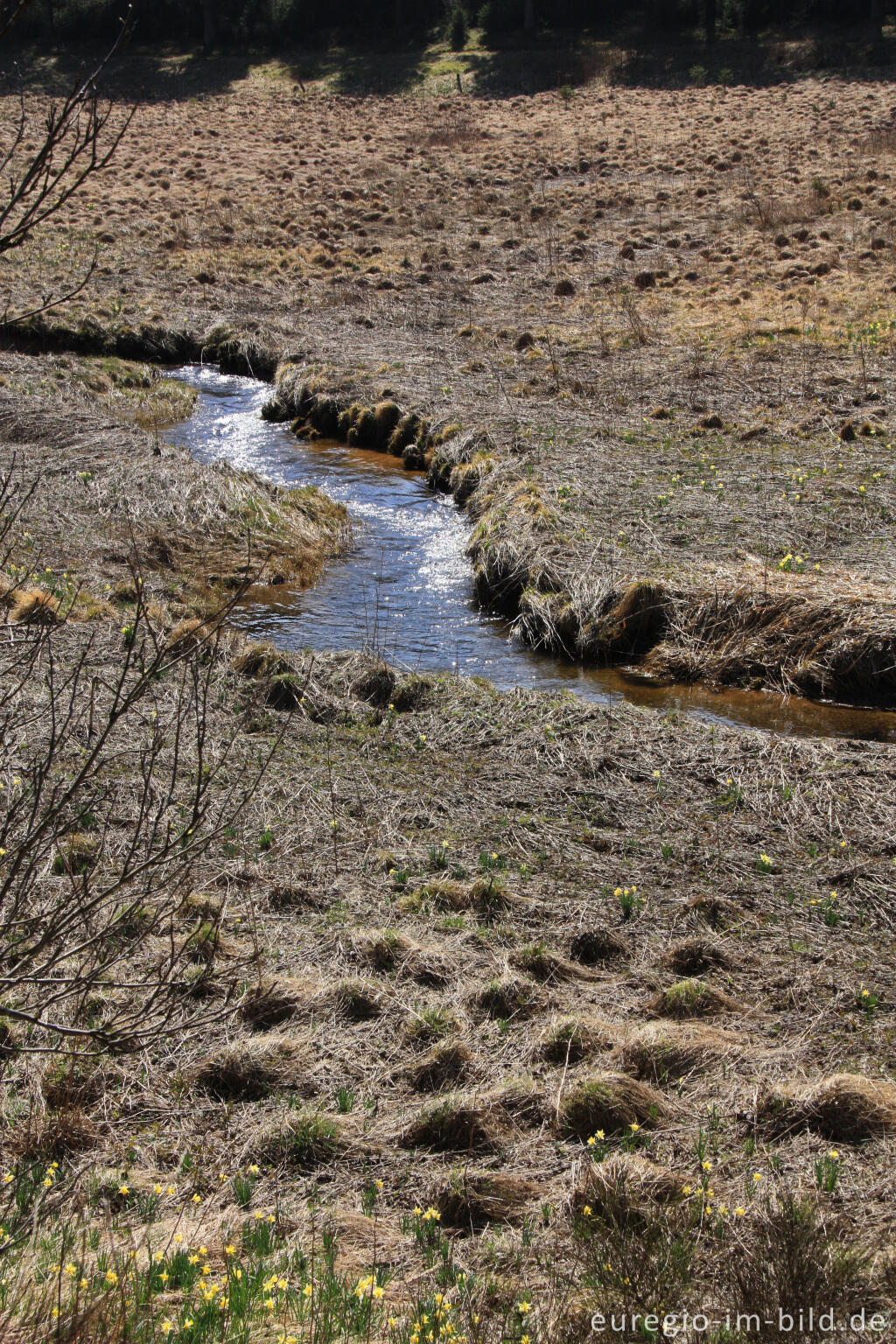 Detailansicht von Bachaue im Holzwarchetal