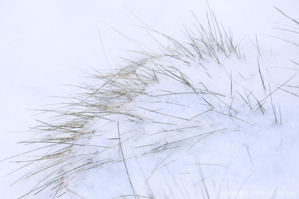 Detailansicht von Bärenfellgras im Schnee