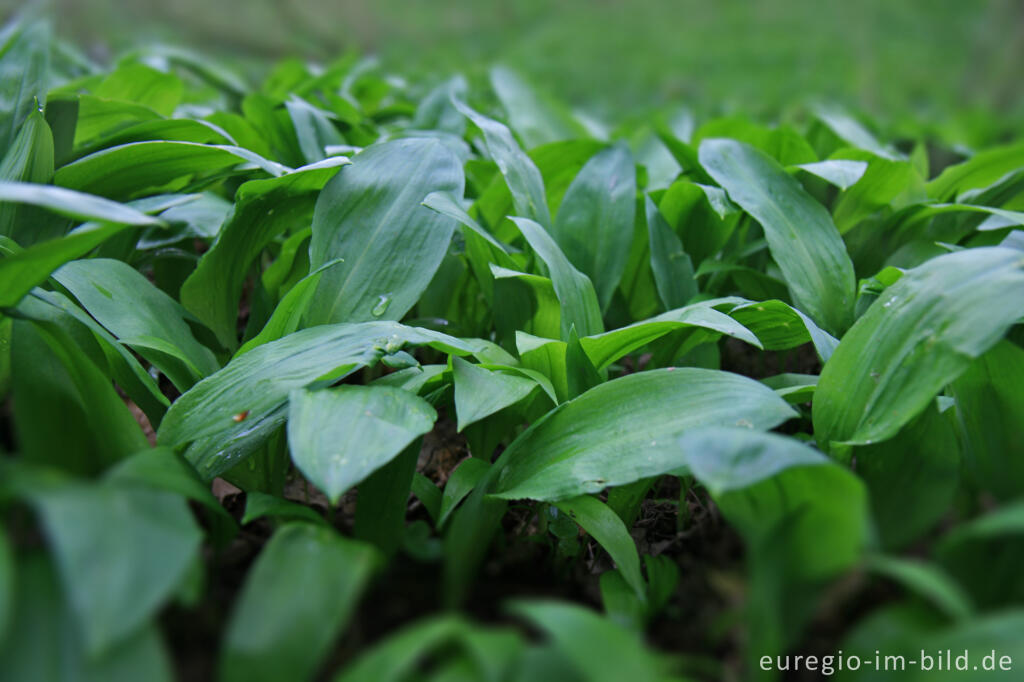 Detailansicht von Bärlauch, Allium ursinum