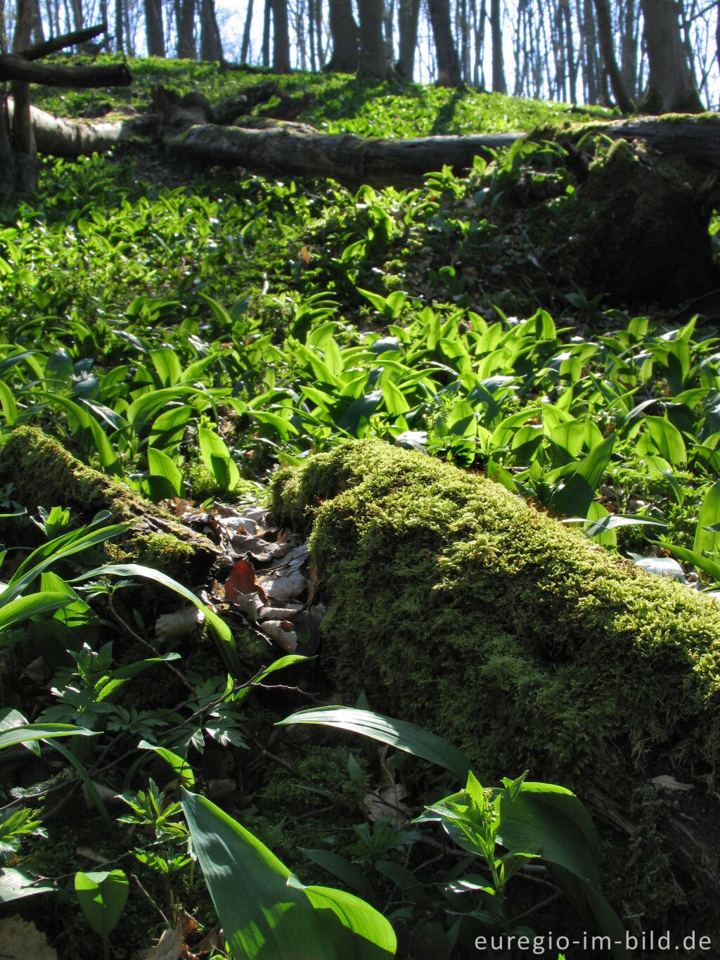 Detailansicht von Bärlauch, bodendeckend in einem Laubwald 