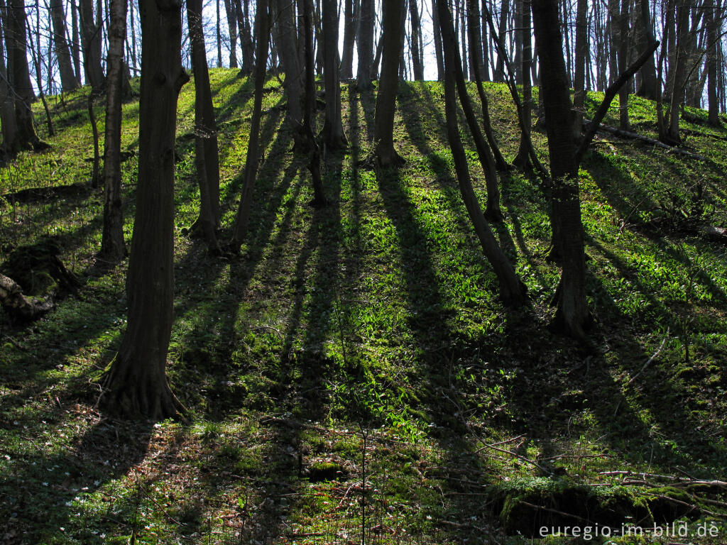 Detailansicht von Bärlauch, bodendeckend in einem Laubwald 