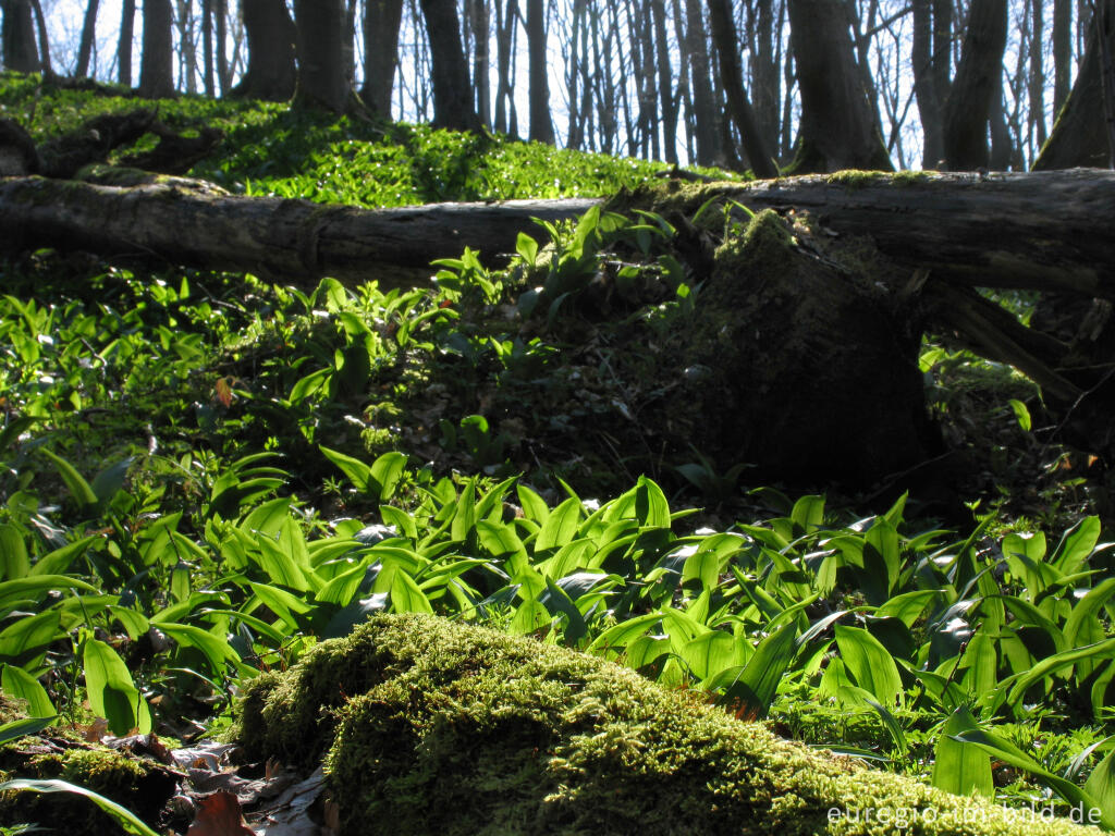 Detailansicht von Bärlauch, bodendeckend in einem Laubwald 