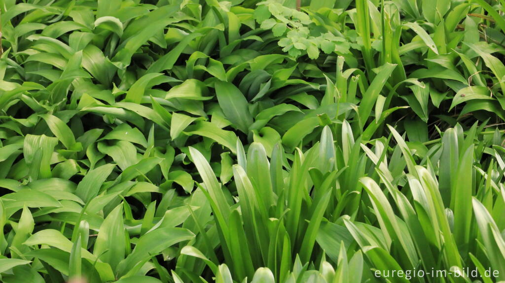 Detailansicht von Bärlauch im Garten