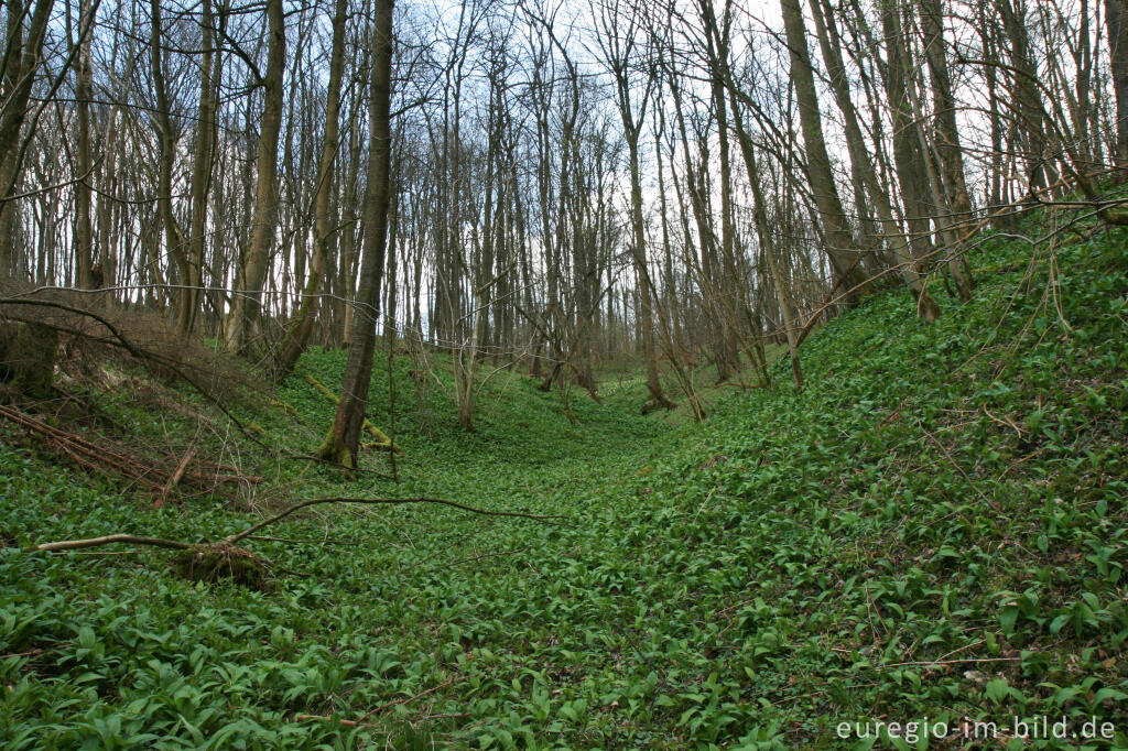 Detailansicht von Bärlauch im Hohnbachtal