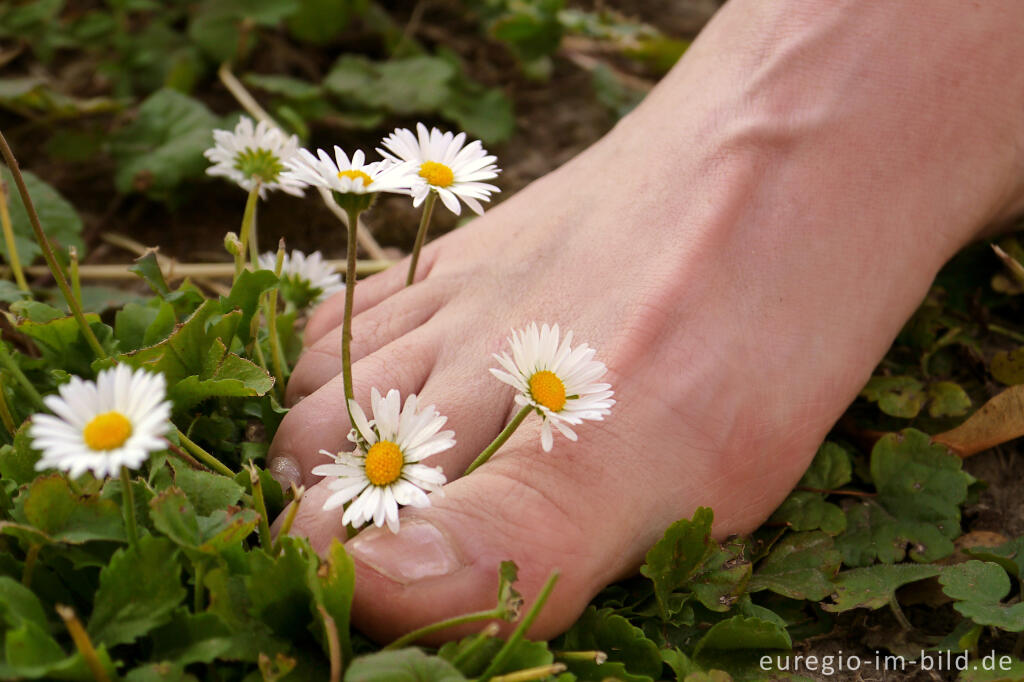 Detailansicht von Barfuß mit Gänseblümchen