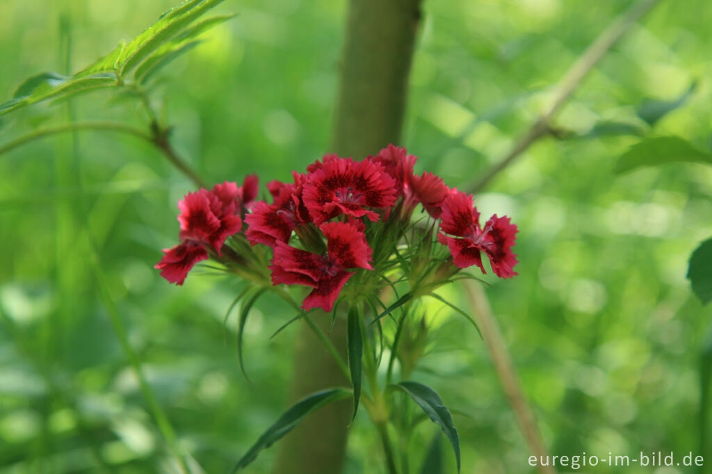 Detailansicht von Bartnelke, Dianthus barbatus