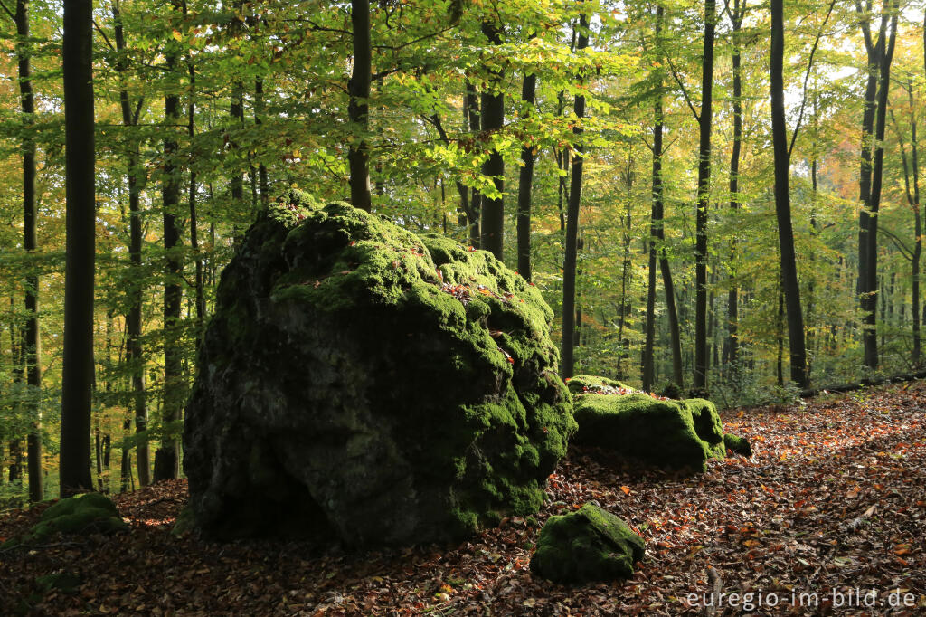 Detailansicht von Basaltfindling im Kottenheimer Wald