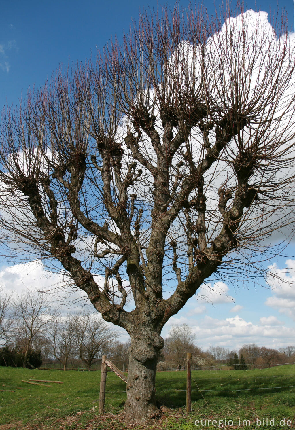 Detailansicht von Baum bei Cadier en Keer, NL