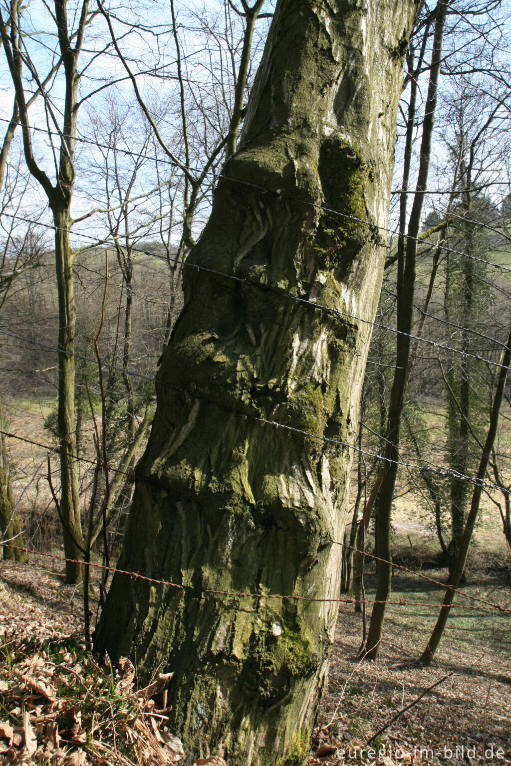 Detailansicht von Baum mit Stacheldraht