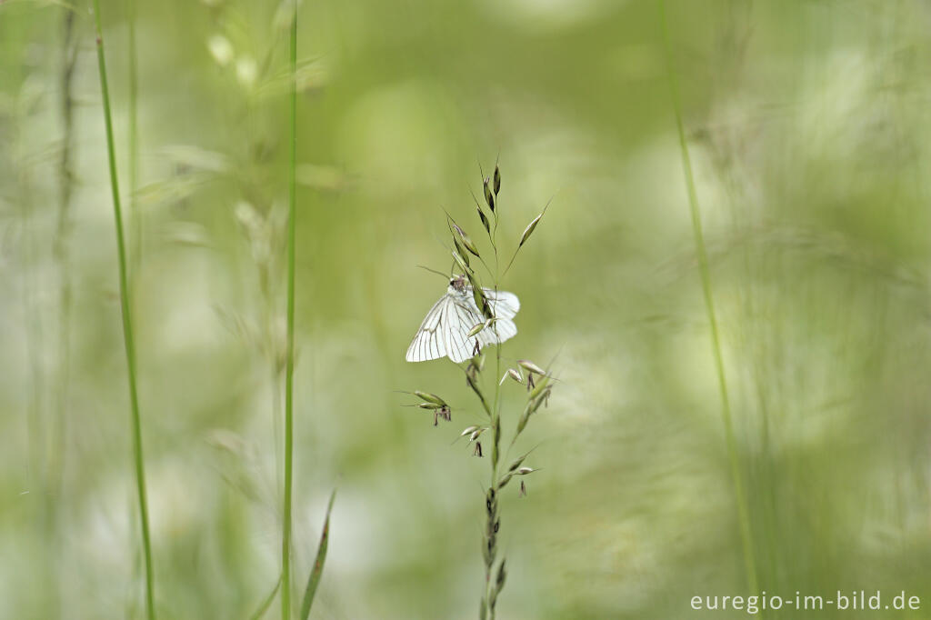 Detailansicht von Baum-Weißling, Aporia crataegi