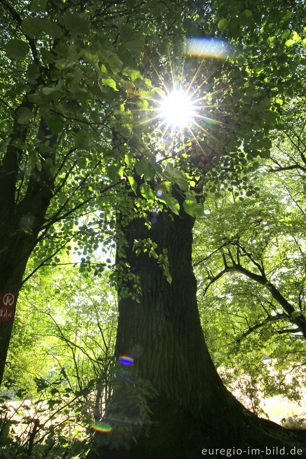 Detailansicht von Baumallee von Bassenheim zum Karmelenberg