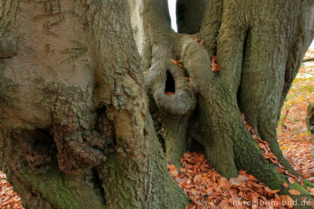 Detailansicht von Baumhöhle, Aachener Landwehr bei Aachen-Köpfchen