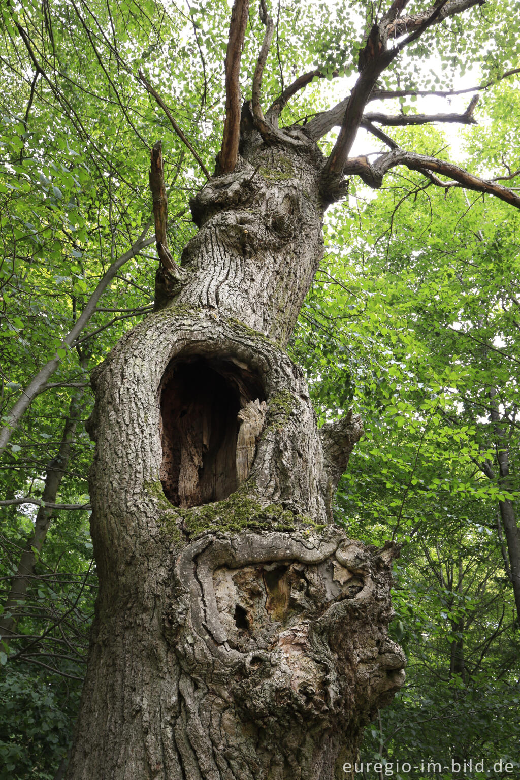 Detailansicht von Baumhöhle, Baumallee von Bassenheim