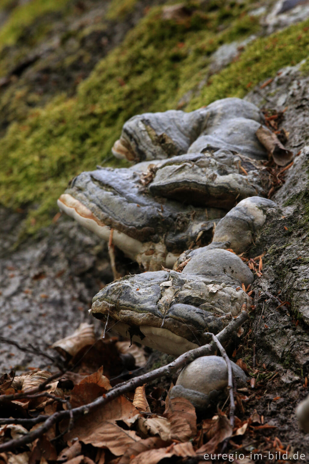 Detailansicht von Baumpilze auf einer alten Tanzkyllbuche, Ferschweiler Plateau