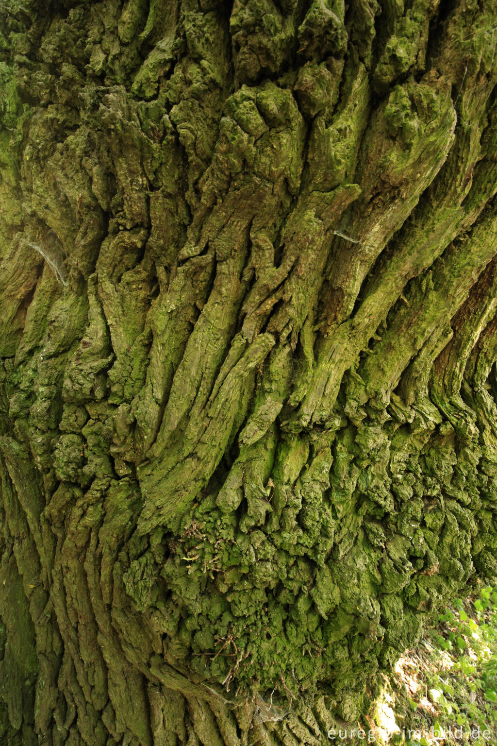 Detailansicht von Baumrinde, Baumallee von Bassenheim zum Karmelenberg