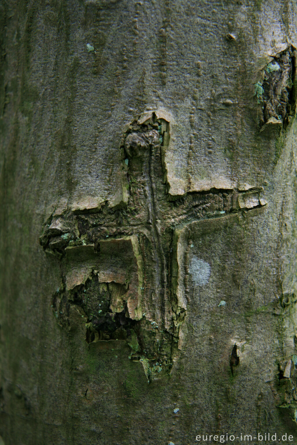 Detailansicht von Baumrinde mit eingeritztem Kreuz