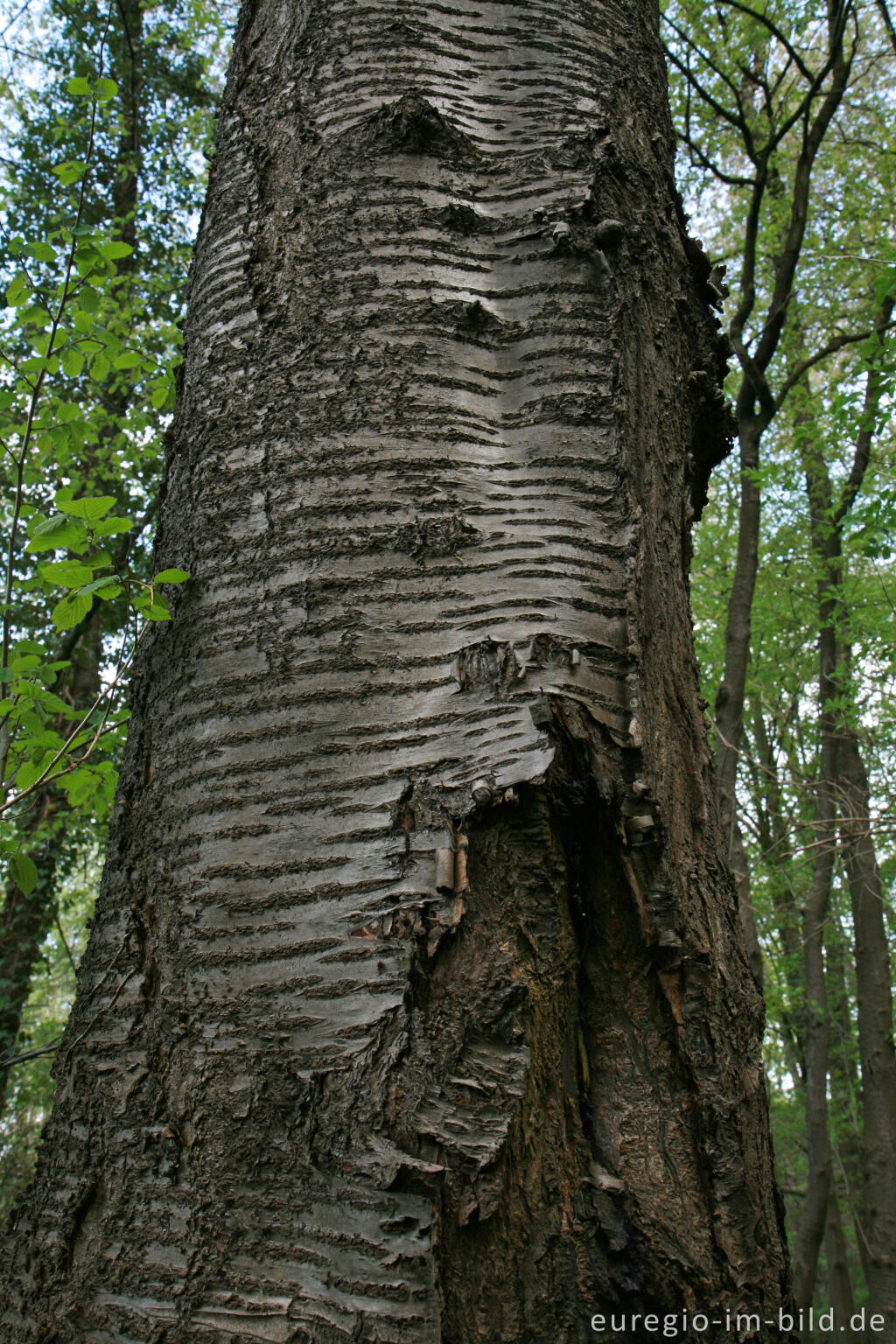 Detailansicht von Baumstamm der Wildkirsche